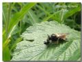 Laphria flava